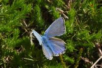 Polyommatus icarus