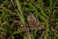 Euclidia mi
