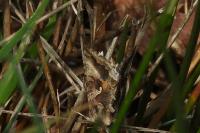 Autographa gamma