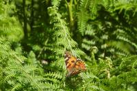 Vanessa cardui