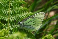 Aporia crataegi