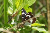 Limenitis reducta