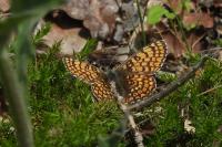Melitaea cinxia