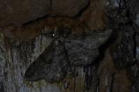 Peribatodes rhomboidaria