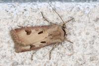 Agrotis exclamationis