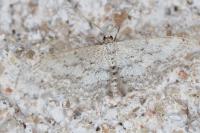 Idaea seriata