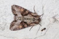 Lacanobia w-latinum