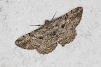 Peribatodes rhomboidaria
