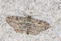Peribatodes rhomboidaria