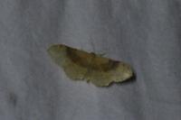 Idaea degeneraria