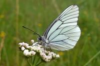 Aporia crataegi