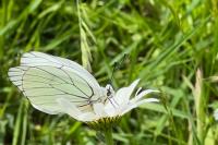 Aporia crataegi