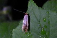 Tinea semifulvella