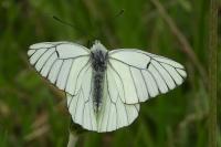 Aporia crataegi