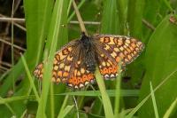 Euphydryas aurinia