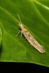 Plutella xylostella