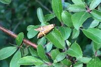 Nemophora degeerella