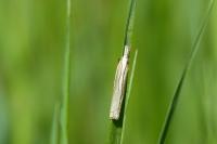 Crambus pascuella