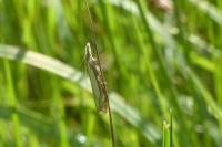 Crambus pascuella
