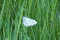 Aporia crataegi