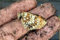 Melitaea athalia