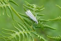 Crambus pascuella