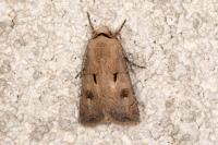 Agrotis exclamationis exclamationis