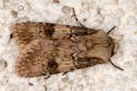 Agrotis puta