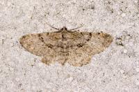 Peribatodes rhomboidaria rhomboidaria