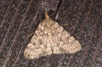 Aglossa pinguinalis