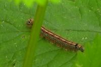 Malacosoma neustria