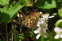 Vanessa cardui