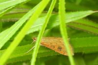 Udea ferrugalis