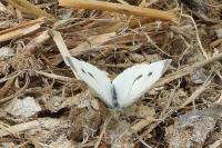 Pieris napi