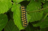 Saturnia pavonia