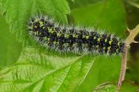 Saturnia pavonia