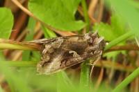 Autographa gamma