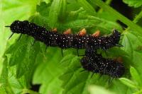Aglais io