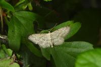 Idaea seriata