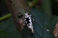 Ypsolopha sequella