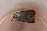 Caradrina clavipalpis