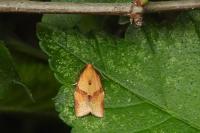 Clepsis consimilana