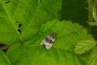 Orthotaenia undulana