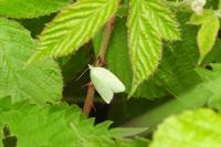 Tortrix viridana