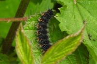 Saturnia pavonia