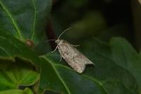 Cnephasia