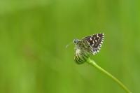 Pyrgus malvae