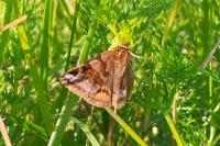 Euclidia glyphica