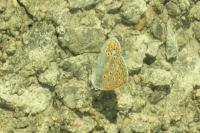 Polyommatus icarus