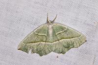 Campaea margaritaria